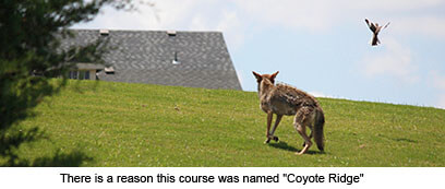 Coyote